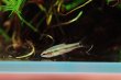 画像3: Wild ネオレビアス・アクセルロディ｜淡い青みに光る小さな存在感 (3)