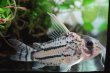 画像3: Wild Co.スーパーシュワルツィ｜太いラインが砂地で映える (3)