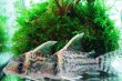画像2: Wild Co.プルケール｜黒帯と白砂で引き立つ重厚感 (2)