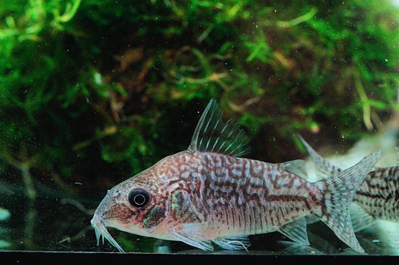 画像3: Wild Co.ソダリス｜網目模様をじっくり楽しむ (3)