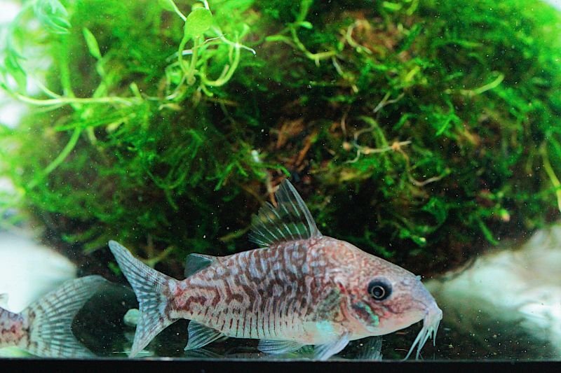 画像1: Wild Co.ソダリス｜網目模様をじっくり楽しむ (1)