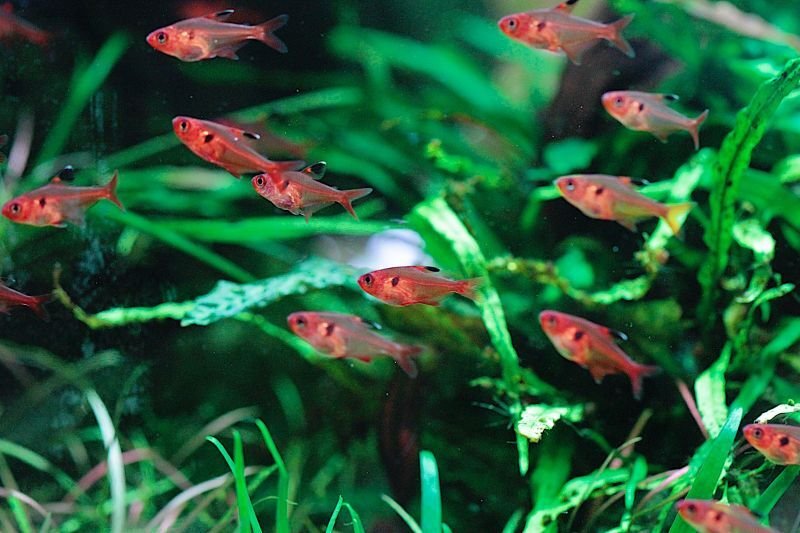 画像3: Wild レッドファントム・ルブラ｜深紅と黒斑を飼い込む美麗ファントム (3)