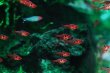 画像1: Wild レッドファントム・ルブラ｜深紅と黒斑を飼い込む美麗ファントム (1)
