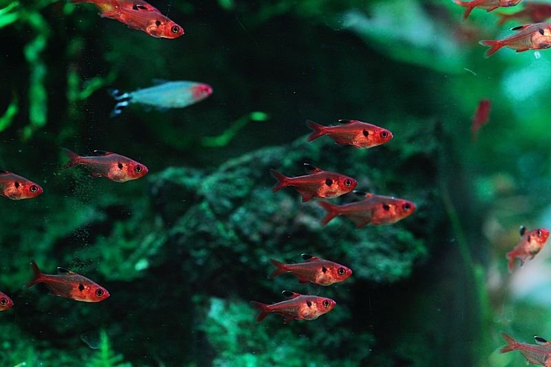 画像1: Wild レッドファントム・ルブラ｜深紅と黒斑を飼い込む美麗ファントム (1)