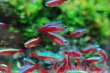 画像3: Wild カージナルテトラ from コロンビア｜青と赤が水草に映える (3)