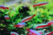 画像1: Wild カージナルテトラ from コロンビア｜青と赤が水草に映える (1)