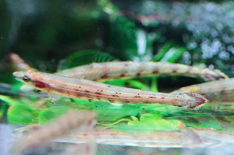 画像1: Wild グリーンダータテトラ｜低く滑る緑のアクセント (1)