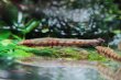 画像2: Wild グリーンダータテトラ｜低く滑る緑のアクセント (2)