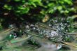画像1: Wild ヘミグラムス・アームストロンギ｜青みを秘めた透明感のワイルドカラシン (1)