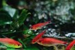 画像1: Wild ディープレッドホタルテトラ｜深紅の点光が水中に灯る (1)