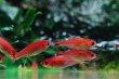 画像2: Wild ディープレッドホタルテトラ｜深紅の点光が水中に灯る (2)