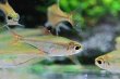 画像1: Wild ロンコゲニス・イリシャ (1)