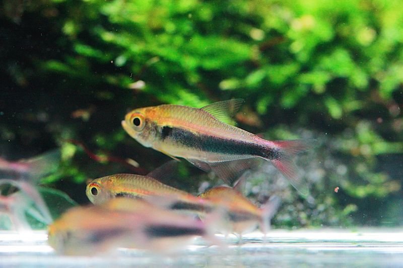 画像1: Wild ファラガテトラ｜淡い体色に揺れる繊細な群泳感 (1)