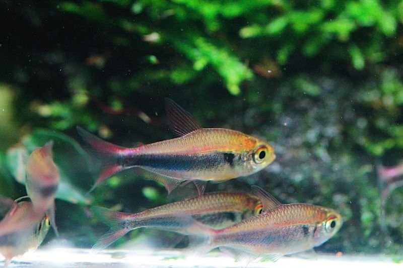 画像3: Wild ファラガテトラ｜淡い体色に揺れる繊細な群泳感 (3)
