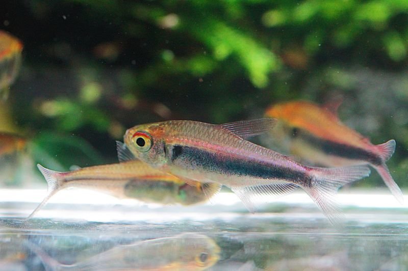 画像2: Wild ファラガテトラ｜淡い体色に揺れる繊細な群泳感 (2)
