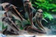 画像1: Wild Co.ブロードバンドアクセルロディ｜太い黒帯が砂上で映える端正さ (1)