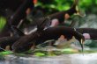 画像3: Wild ブラックホルスタインタティア｜白黒模様が映える夜行性の存在感 (3)