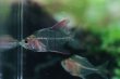 画像2: Wild ローズフレームグラスエンゼル｜透ける体に淡い紅が灯る幻想感 (2)
