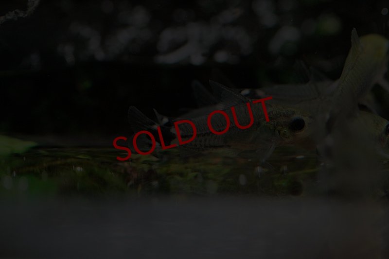 画像2: Co.ハステータス｜尾の黒点が群れでちらつく愛らしさ (2)