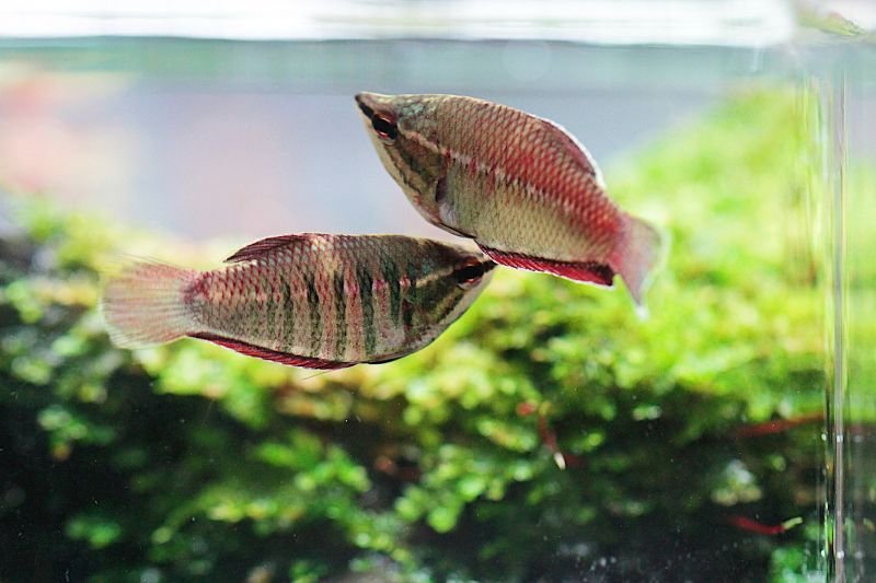 画像3: Wild スファエリクティス・バイランティ｜葉陰に似合う深い赤茶の気配 (3)