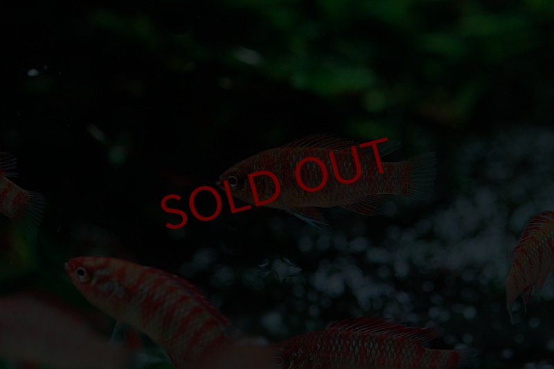 画像2: スカーレットジェム ♂｜赤い縞模様が小さく主張する (2)