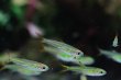 画像3: Wild ジェリービーンテトラ｜淡い色粒が水景にふわりと浮く (3)