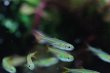 画像1: Wild ジェリービーンテトラ｜淡い色粒が水景にふわりと浮く (1)