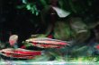 画像2: Wild ブラッドレッドペンシル｜赤と黒が走る細身の存在感 (2)