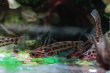 画像2: Wild ブルドックタティア｜ずんぐりした姿に漂う愛嬌 (2)