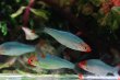 画像2: Wild レッドフィンレッドノーズ ♂｜赤い鼻先とヒレで添える軽快な彩り (2)