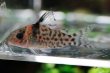 画像1: Wild Co.アガシジ｜細かな斑点が砂地に映える (1)