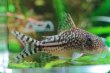 画像3: Wild Co.ピンヘイロイ｜砂上に浮かぶ細身の上品ライン (3)