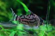 画像1: Wild Co.シュワルツィ｜砂上に映える整った黒ライン (1)