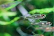 画像3: Wild ブリタニクティス・イエロー｜淡い黄味が走る繊細な群泳 (3)