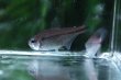 画像3: Wild ブルームーンコギャルテトラ｜月明かりのような青が泳ぐ清涼感 (3)