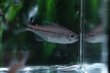 画像2: Wild ブルームーンコギャルテトラ｜月明かりのような青が泳ぐ清涼感 (2)