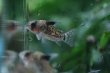 画像3: Wild Co.レウコメラス｜細かな斑点が砂地に映える (3)
