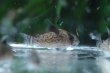 画像2: Wild Co.レウコメラス｜細かな斑点が砂地に映える (2)