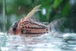画像2: Wild Co.SLNスーパーシュワルツィ｜太い平行線が走る迫力の砂上姿 (2)