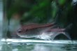 画像1: Wild ブルームーンコギャルテトラ｜月明かりのような青が泳ぐ清涼感 (1)
