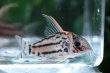 画像3: Wild Co.SLNスーパーシュワルツィ｜太い平行線が走る迫力の砂上姿 (3)