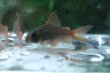画像1: Wild Co.コンコロール｜渋い青緑が砂地に溶ける (1)