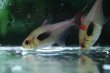 画像3: Wild ハイフェソブリコン エピカリス｜泳ぐたびに表情を変える繊細な光 (3)