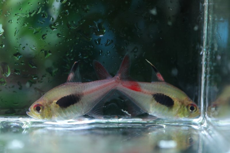 画像2: Wild ハイフェソブリコン エピカリス｜泳ぐたびに表情を変える繊細な光 (2)
