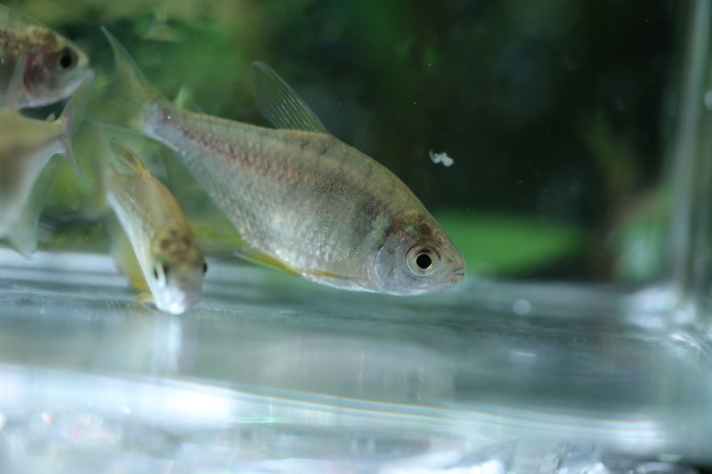 画像3: Wild イエローテトラ｜淡い黄色が水景に差すやさしい明るさ (3)