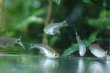 画像2: Wild ハステータスカラシン｜細身に走る陰影が水景を締める (2)