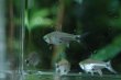画像3: Wild ハステータスカラシン｜細身に走る陰影が水景を締める (3)