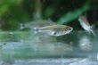 画像1: Wild ハステータスカラシン｜細身に走る陰影が水景を締める (1)