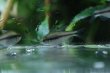 画像2: Wild ラピステトラ｜青い差し色が静かに浮かぶ輝き (2)