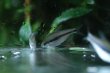 画像1: Wild ラピステトラ｜青い差し色が静かに浮かぶ輝き (1)